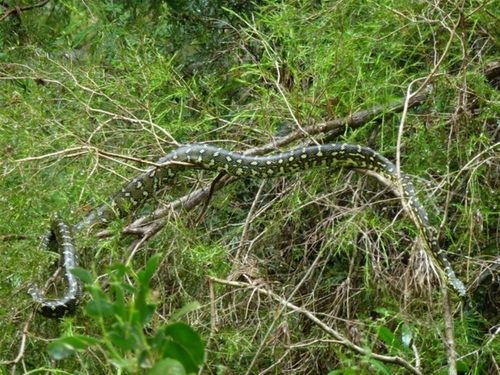 Diamond Python sighting