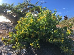 Coulterella capitata