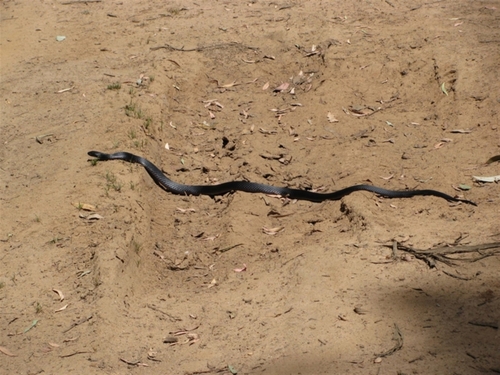 Red-bellied Black Snake sighting