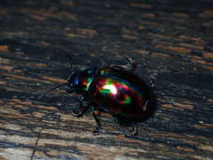 Chrysolinina