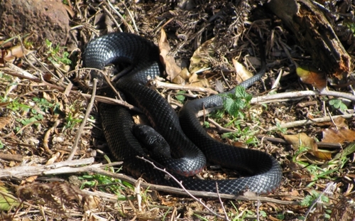 Red-bellied Black Snake sighting