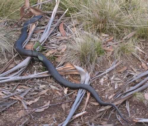 Red-bellied Black Snake sighting