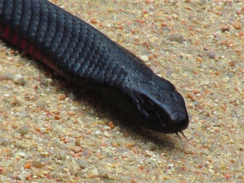 Red-bellied Black Snake sighting