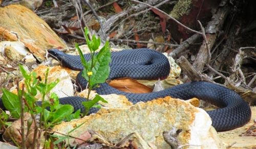 Red-bellied Black Snake sighting