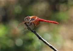 Sympetrum illotum