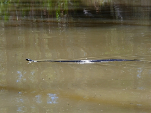 Red-bellied Black Snake sighting