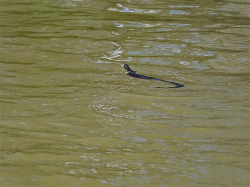 Red-bellied Black Snake sighting