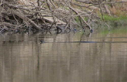 Red-bellied Black Snake sighting