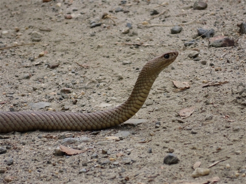 Eastern Brown Snake sighting