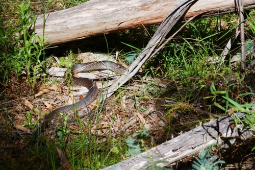 Eastern Brown Snake sighting