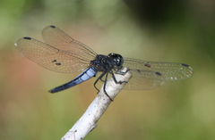 Lyriothemis mortoni