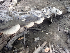 Trametes tenuis