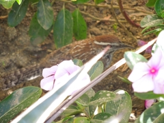 Campylorhynchus brunneicapillus