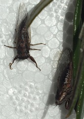 Drymopsalta daemeli