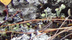 Cladonia deformis