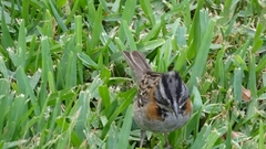 Zonotrichia capensis