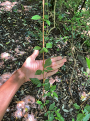 Sclerochiton harveyanus