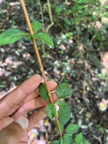 Sclerochiton harveyanus, photograph 2