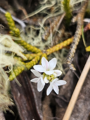 Veronica lycopodioides, photograph 3