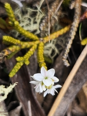 Veronica lycopodioides, photograph Chelsea Haley, CC0, iNaturalist via GBIF