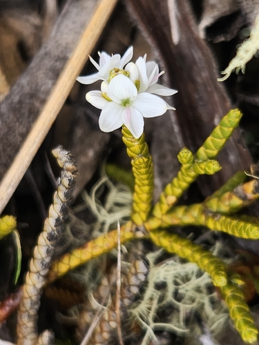 Veronica lycopodioides, photograph 5