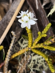 Veronica lycopodioides, photograph Chelsea Haley, CC0, iNaturalist via GBIF