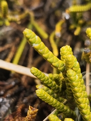 Veronica lycopodioides, photograph Chelsea Haley, CC0, iNaturalist via GBIF