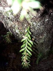 Tmesipteris sigmatifolia