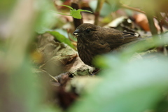 Carpodacus formosanus