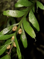 Tmesipteris sigmatifolia
