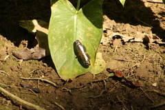 Castilia