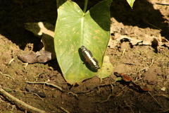 Castilia