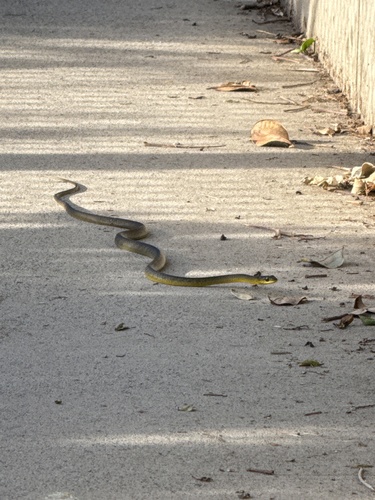 Common Tree Snake sighting