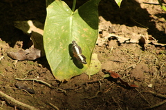 Castilia