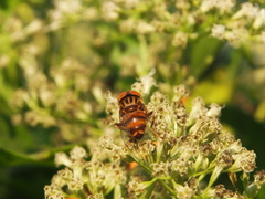 Eristalinus quinquestriatus