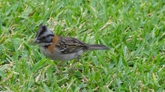 Zonotrichia capensis