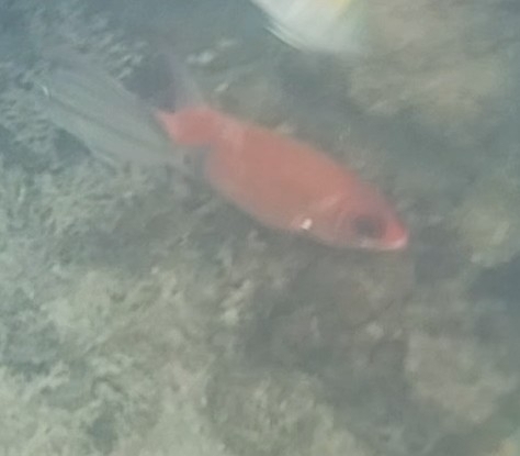 Holocentrus adscensionis