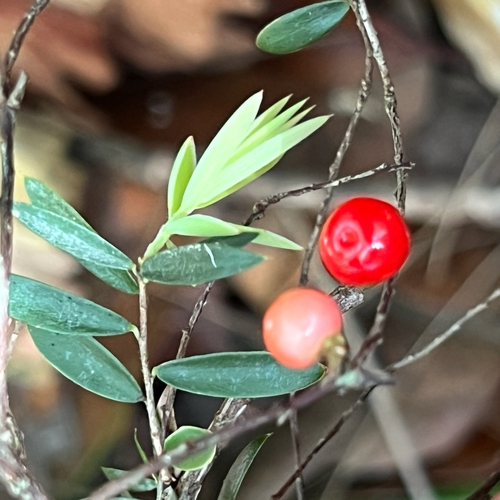 Ground Berry (Acrotriche aggregata)