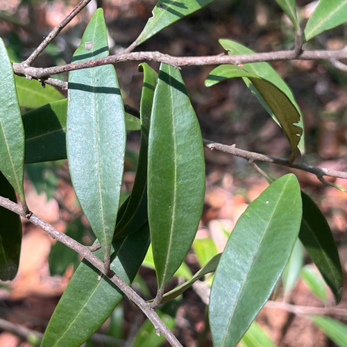 Samadera bidwillii (Samadera bidwillii)