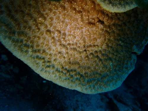 Astreopora observed 2025-11-29