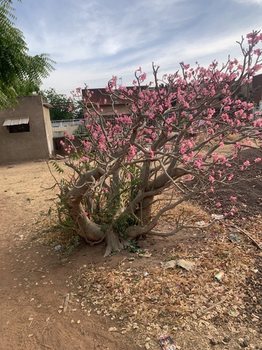 desert rose