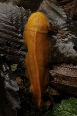 Ariolimax californicus