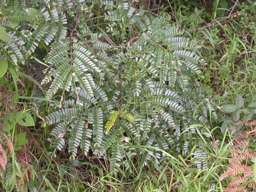 Albizia schimperiana