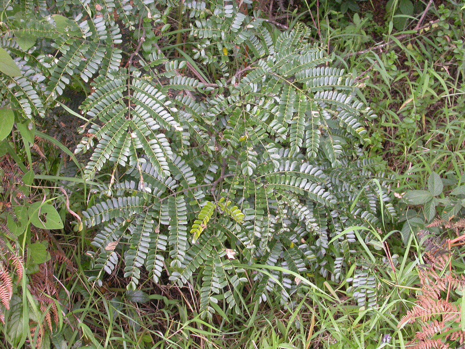 Albizia schimperiana