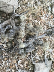 Cylindropuntia multigeniculata