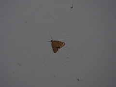 Eoophyla conjunctalis