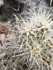 Cylindropuntia multigeniculata