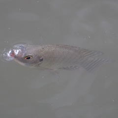 Oreochromis niloticus