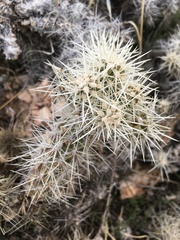 Cylindropuntia multigeniculata
