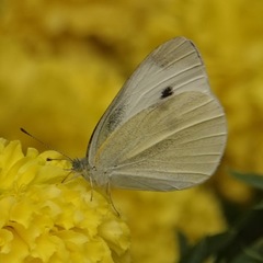 Pieris rapae